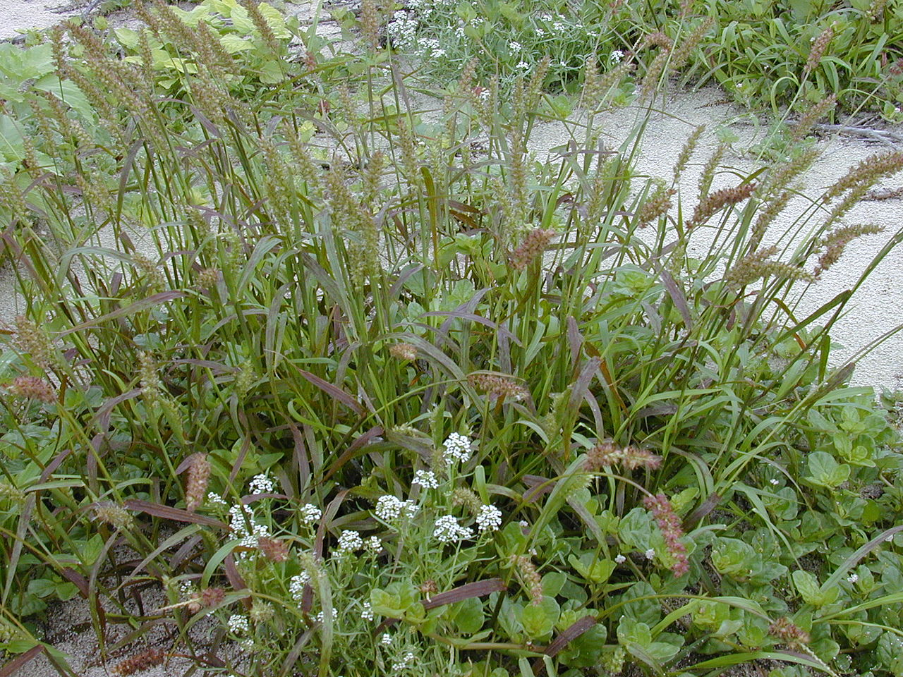 Cenchrus echinatus