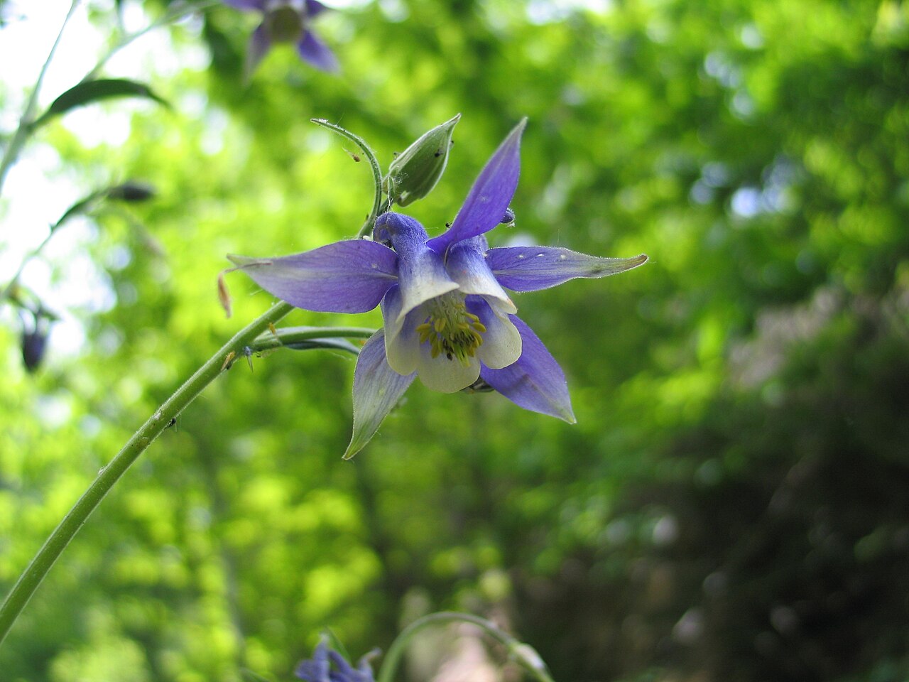 Aquilegia pyrenaica