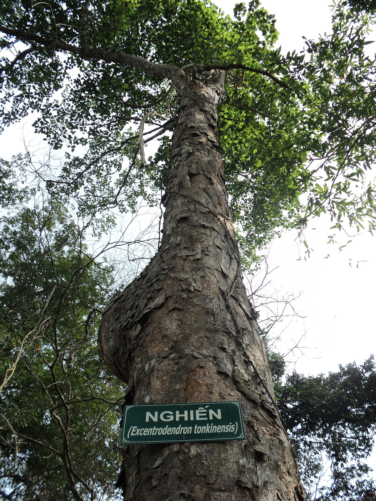 Burretiodendron tonkinense