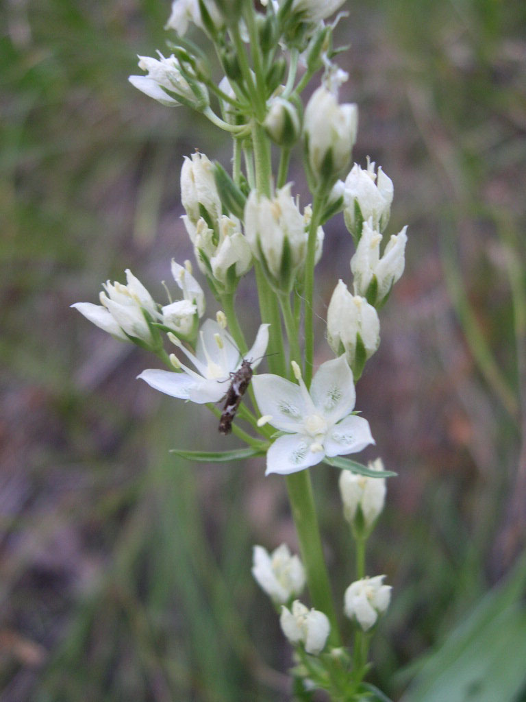 Frasera montana