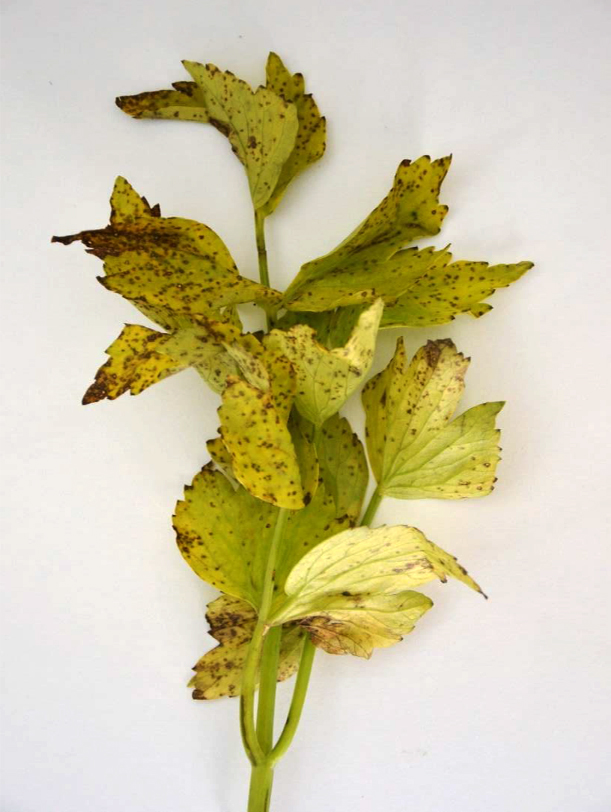 Lovage