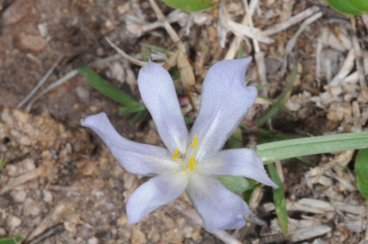 Calydorea undulata