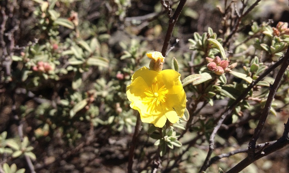 Crocanthemum glomeratum