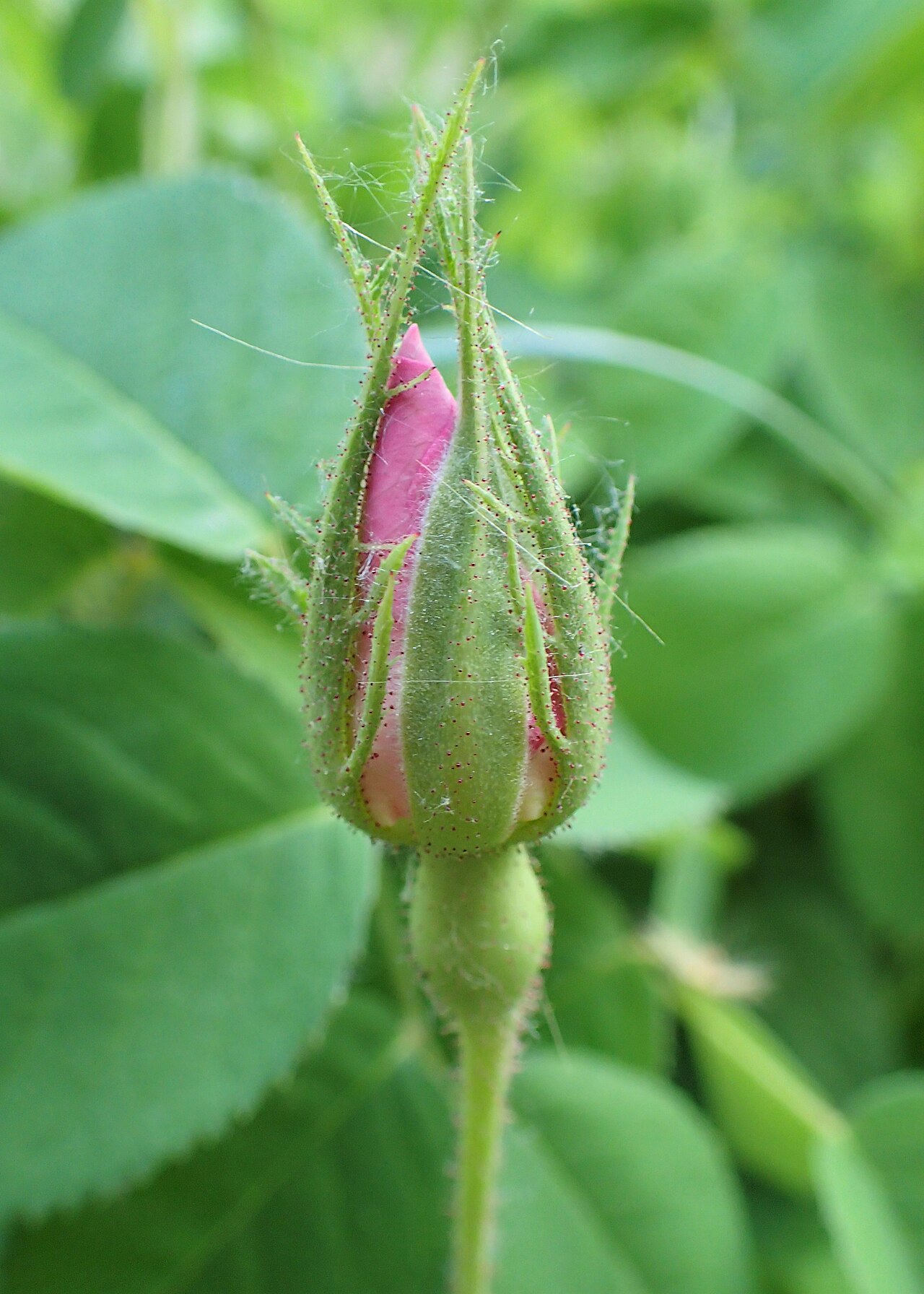 Rosa gallica