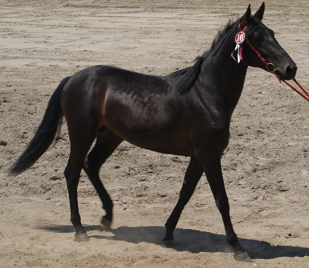 Karachay horse