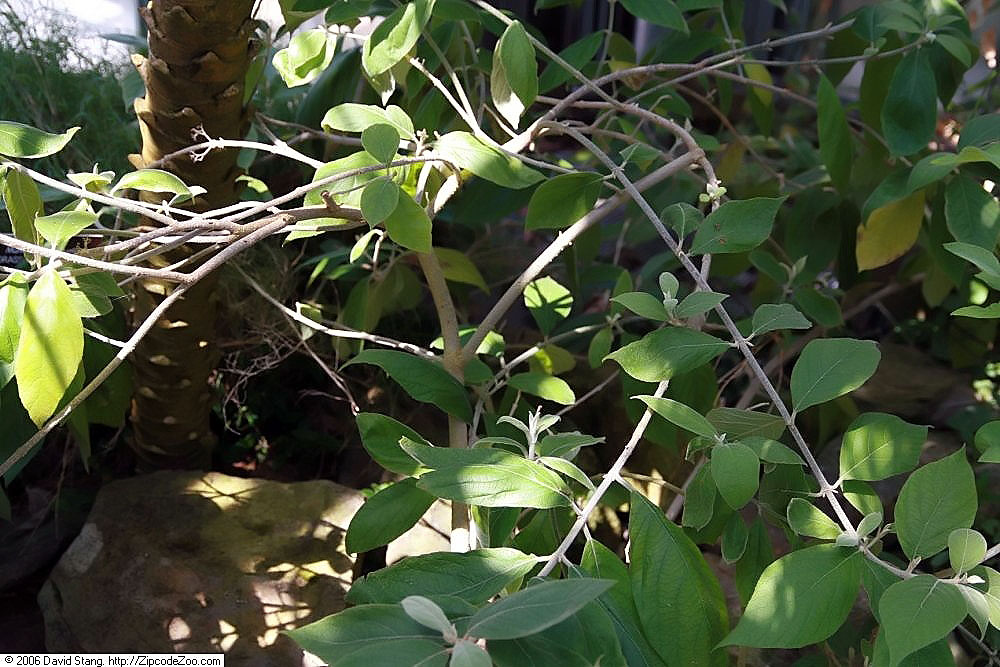 Callicarpa