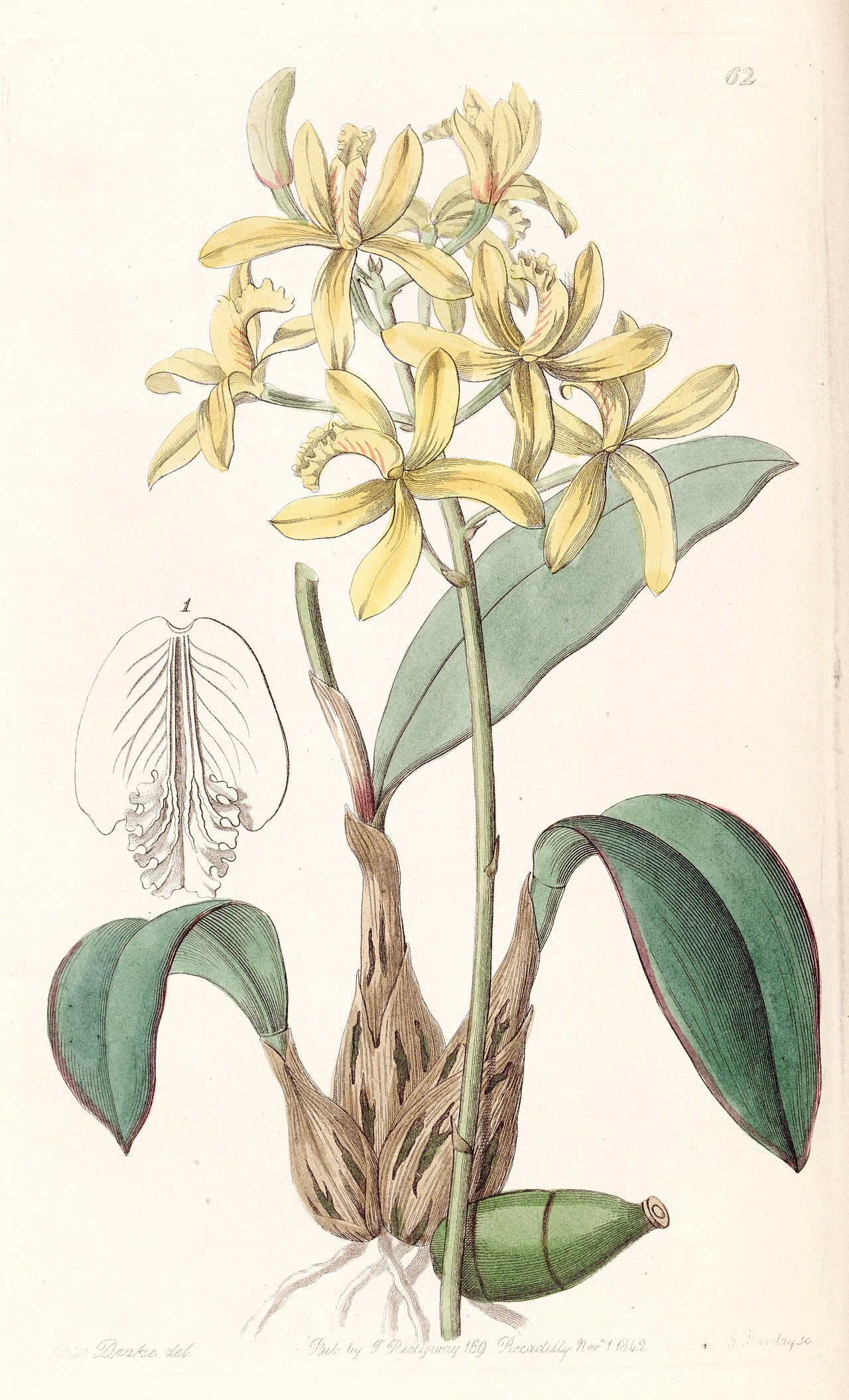 Cattleya crispata