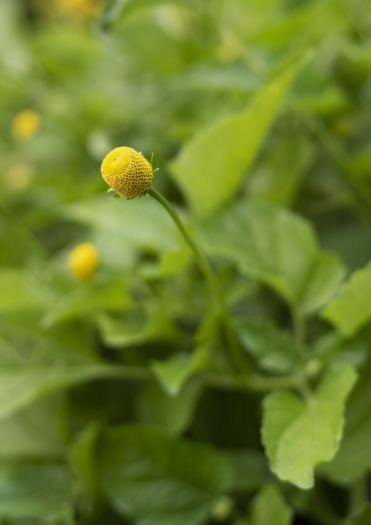 Acmella oleracea