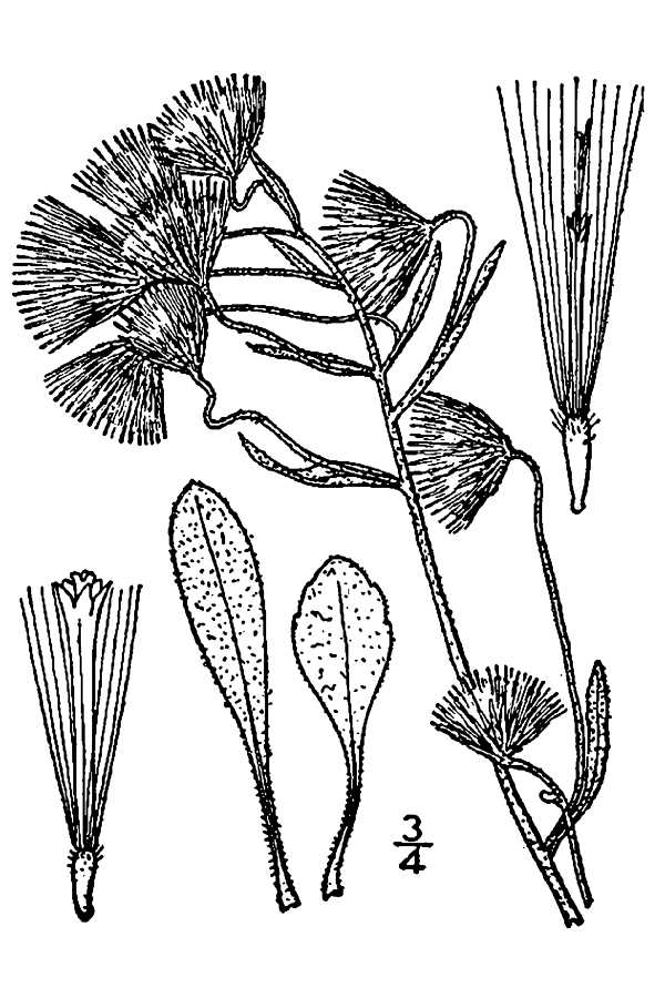 Erigeron acris