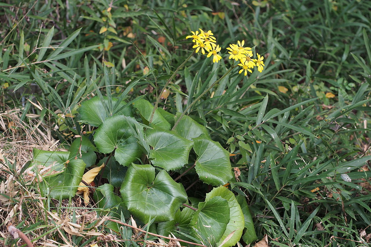 Farfugium japonicum