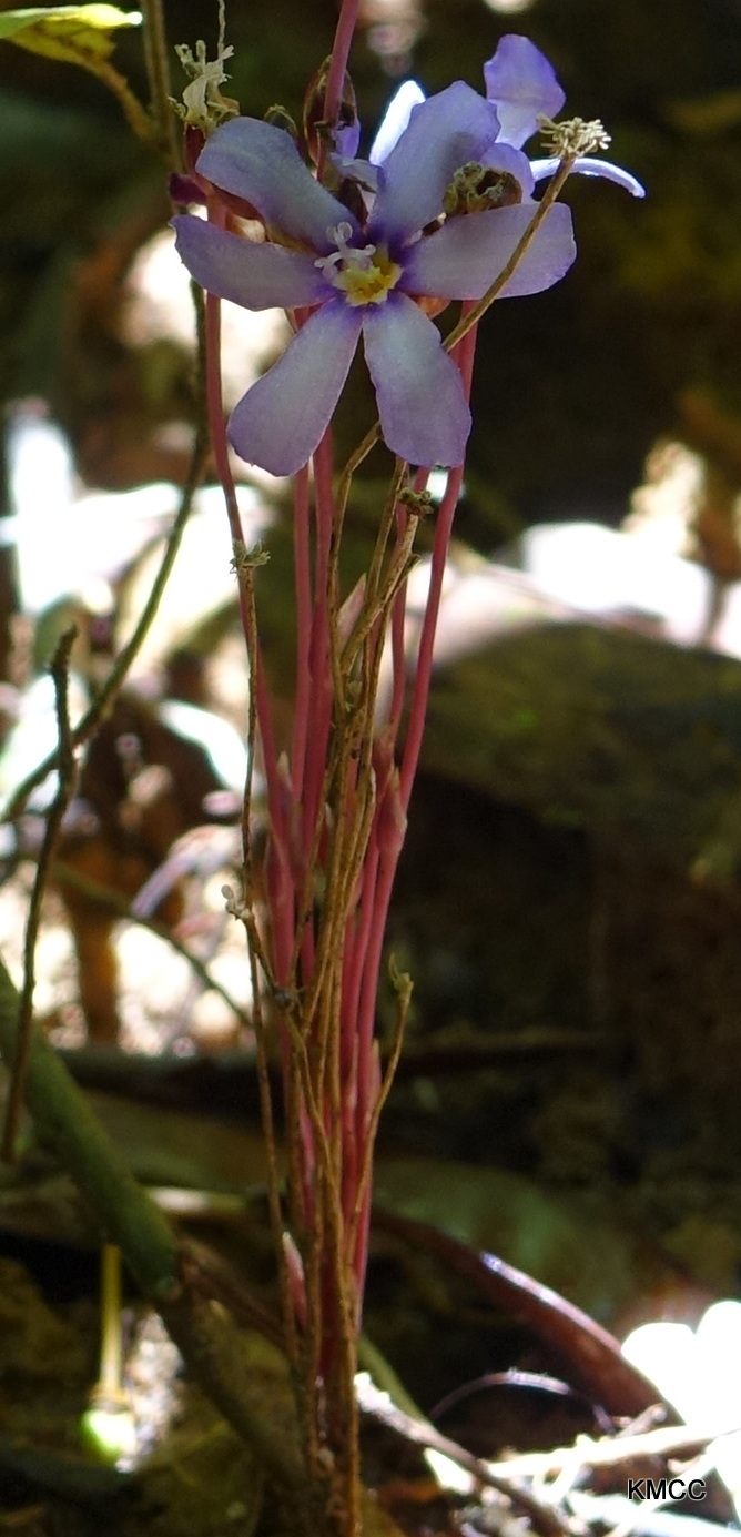 Geosiris aphylla