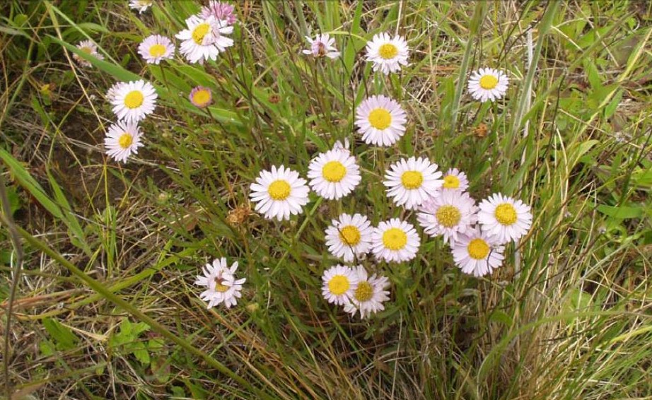 Erigeron decumbens