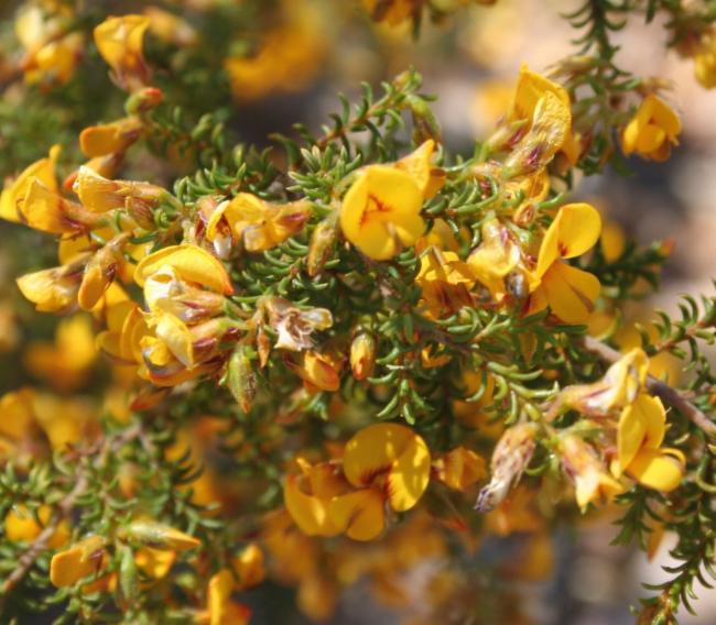 Pultenaea graveolens