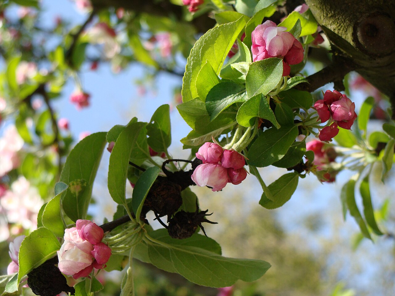 Malus × zumi