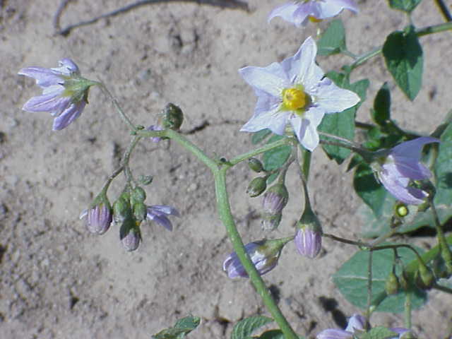 Solanum brevicaule