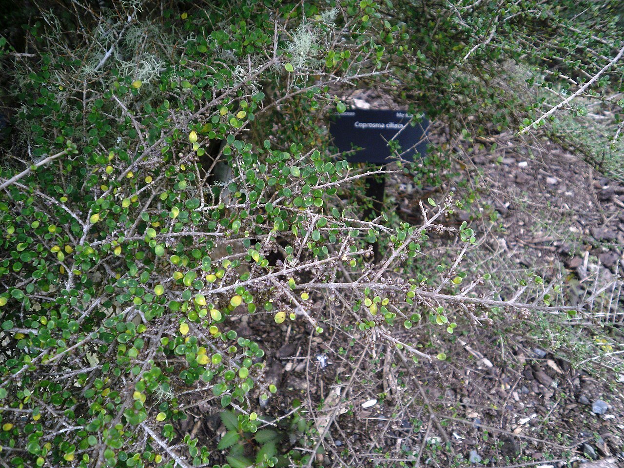 Coprosma ciliata
