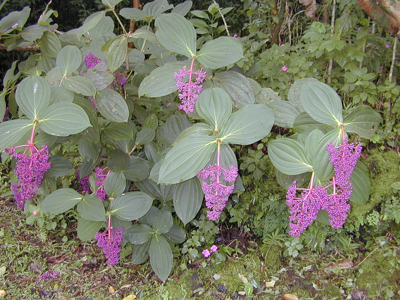 Medinilla cumingii