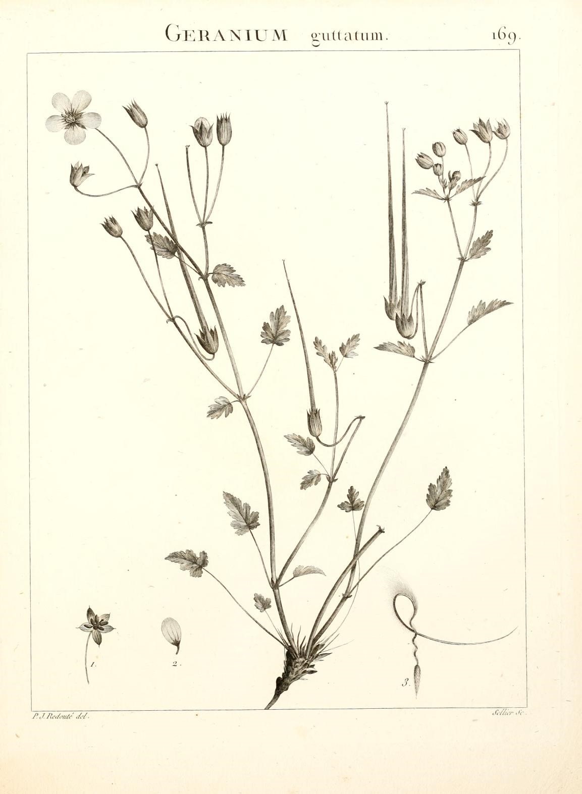Erodium guttatum