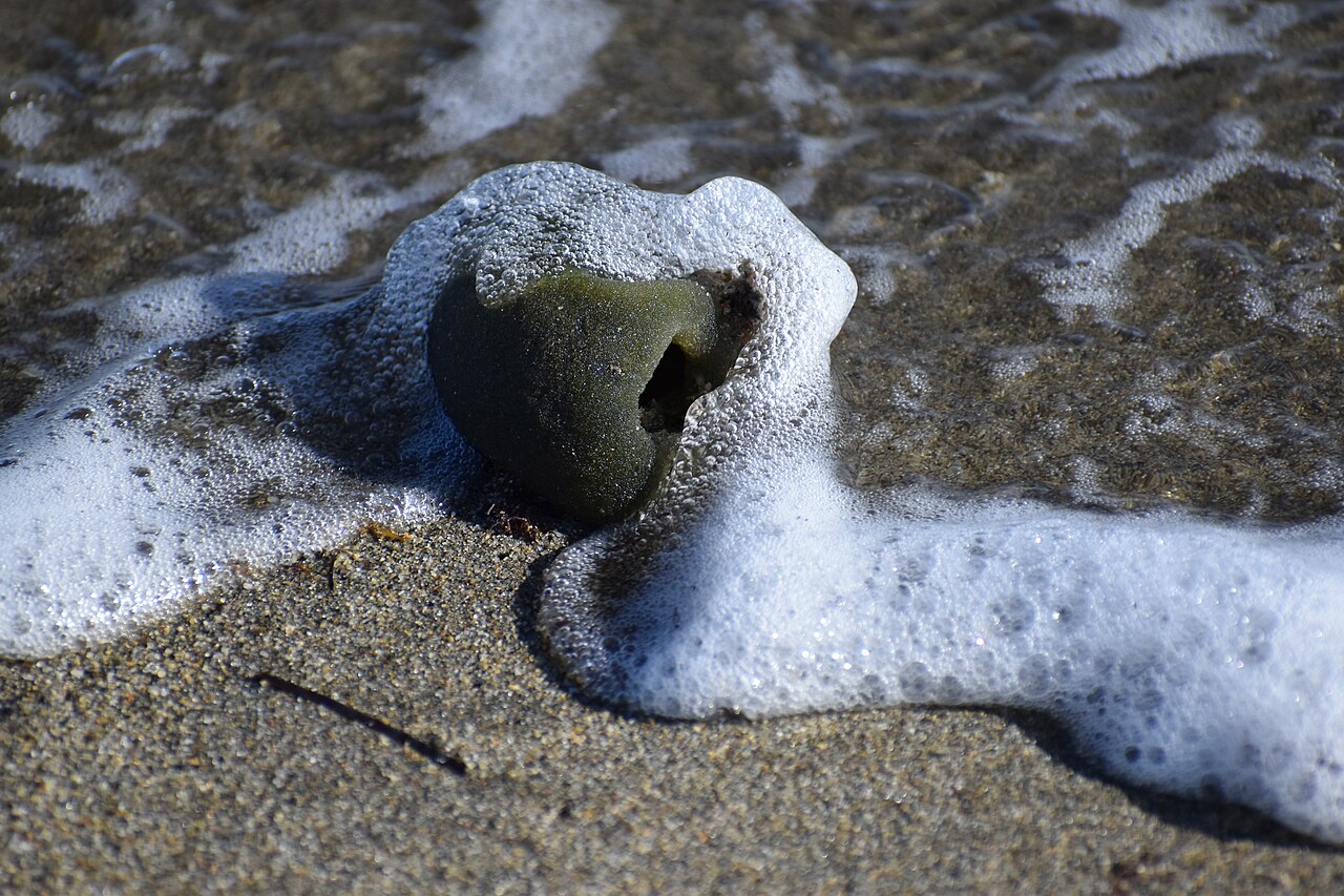 Codium bursa