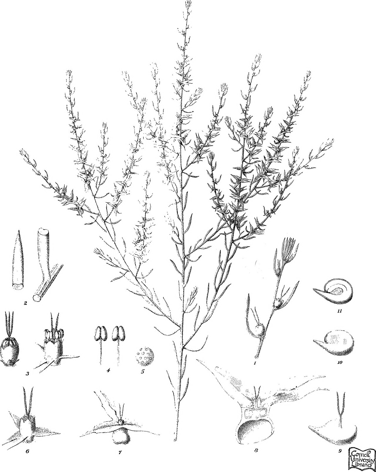 Sclerolaena tridens