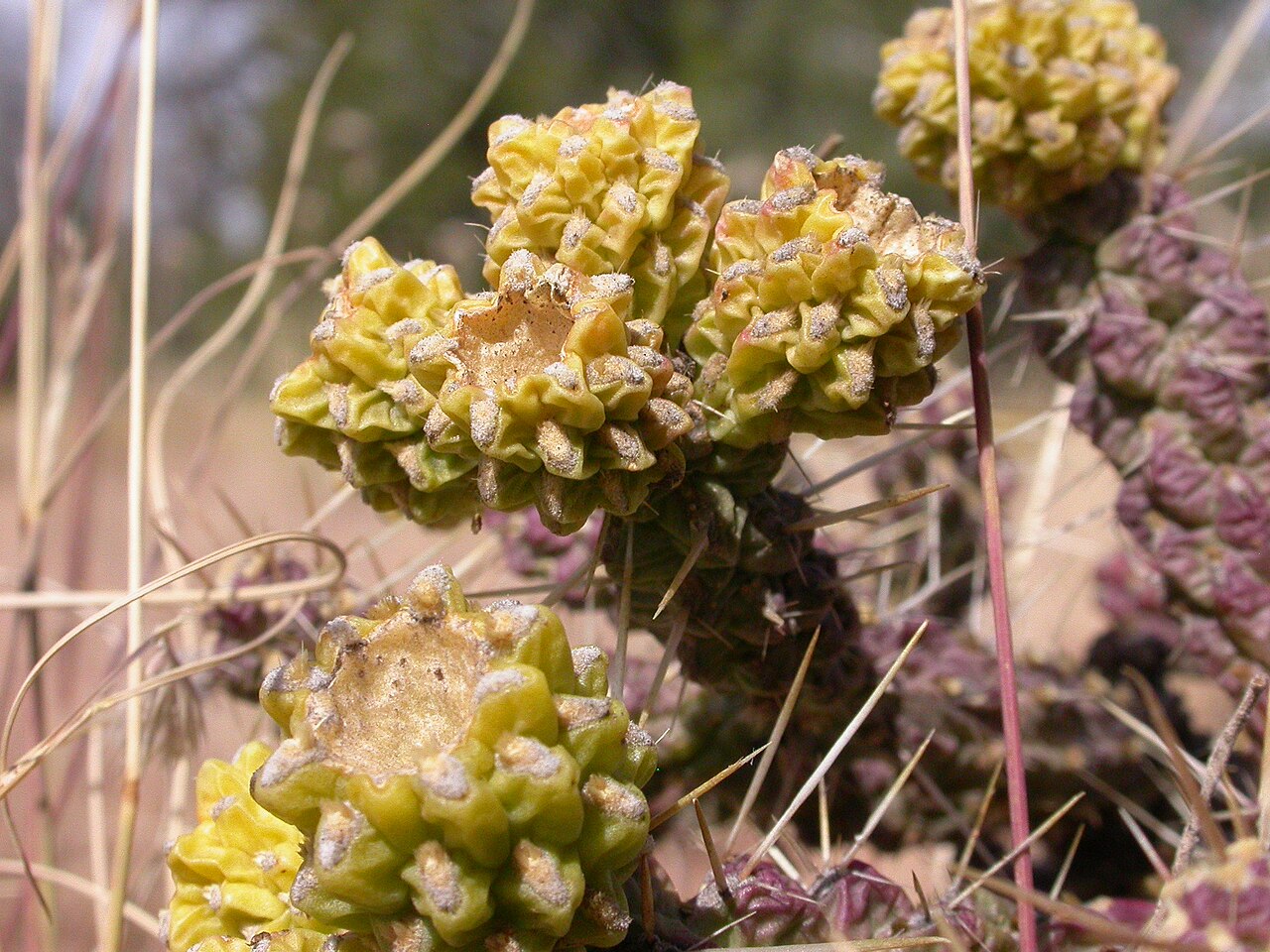 Cylindropuntia whipplei