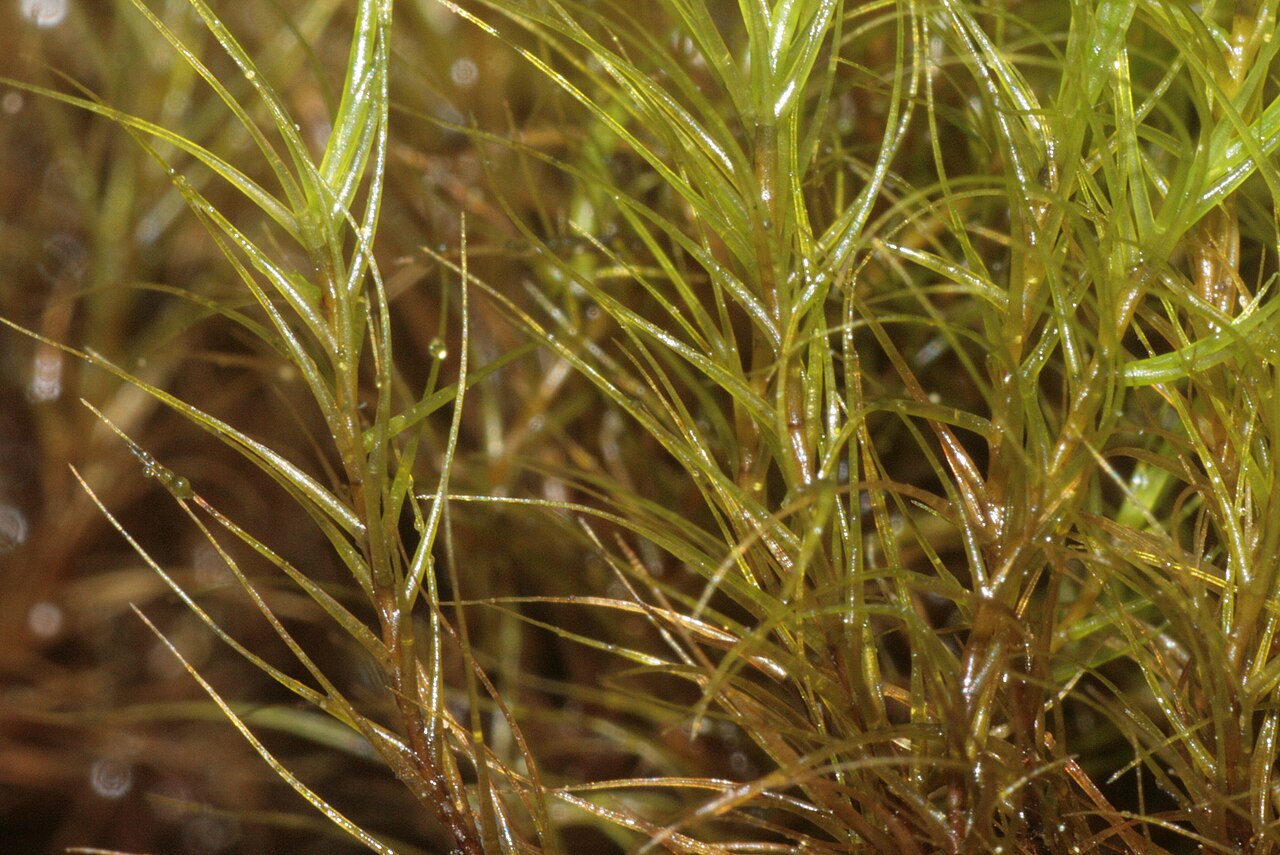 Ditrichum gracile
