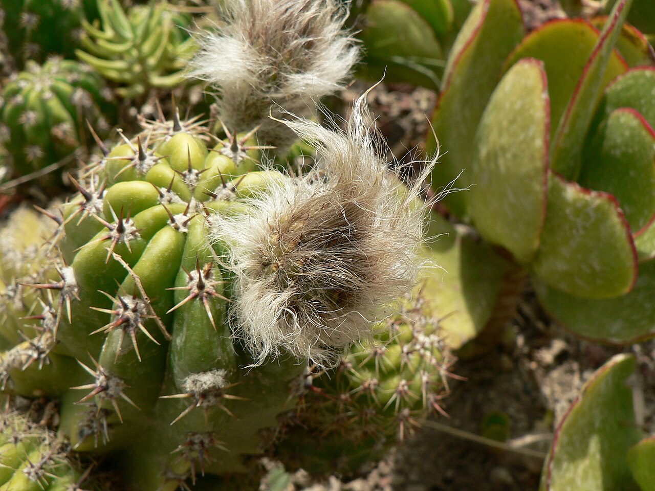 Echinopsis candicans