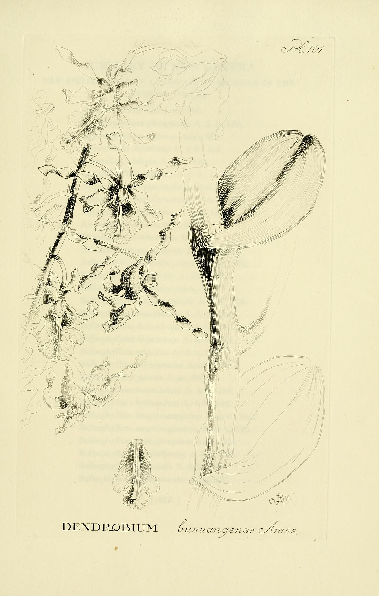Bulbophyllum deltoideum