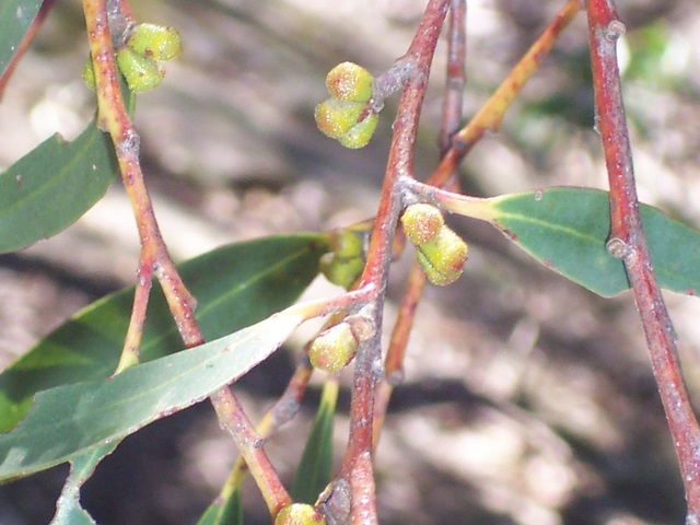 Pigeon House ash or three-flowered ash