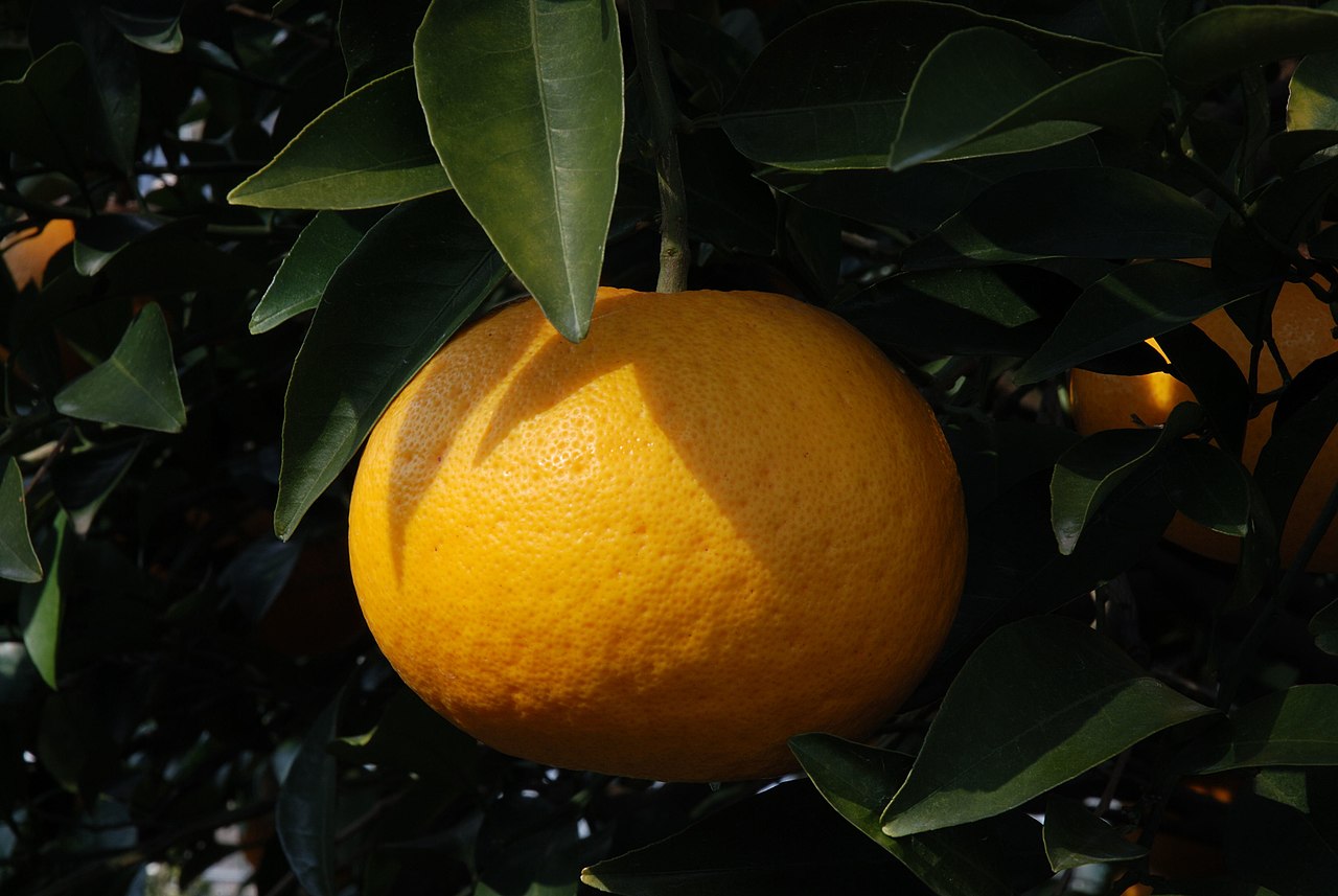 Citrus ×natsudaidai