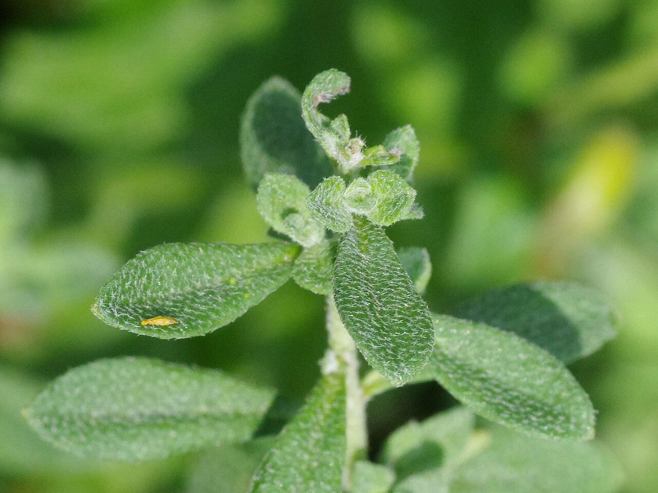 Alyssum lenense