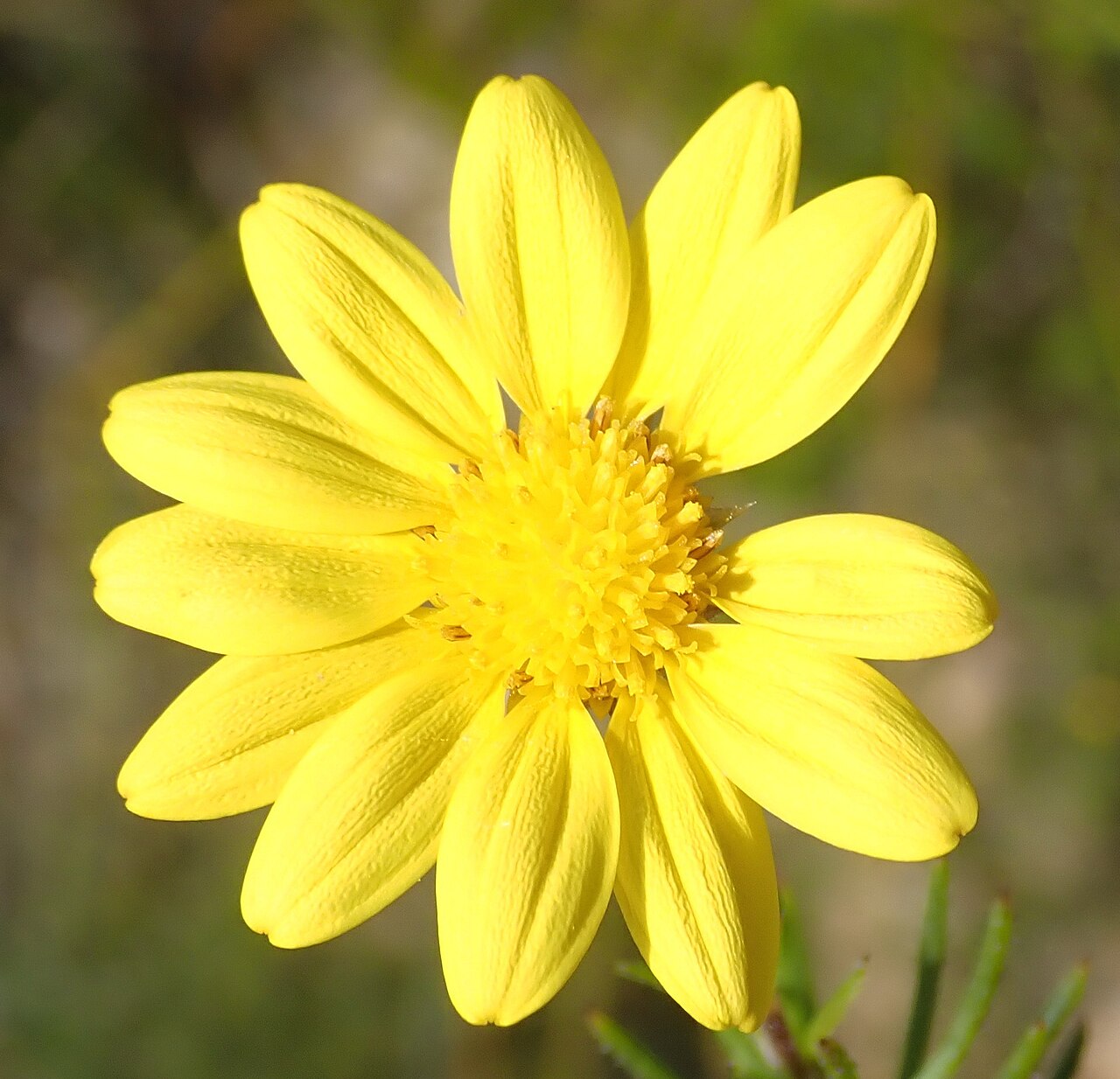 Gibbaria scabra
