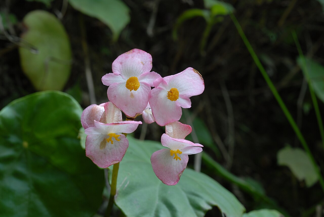 Begonia cavaleriei