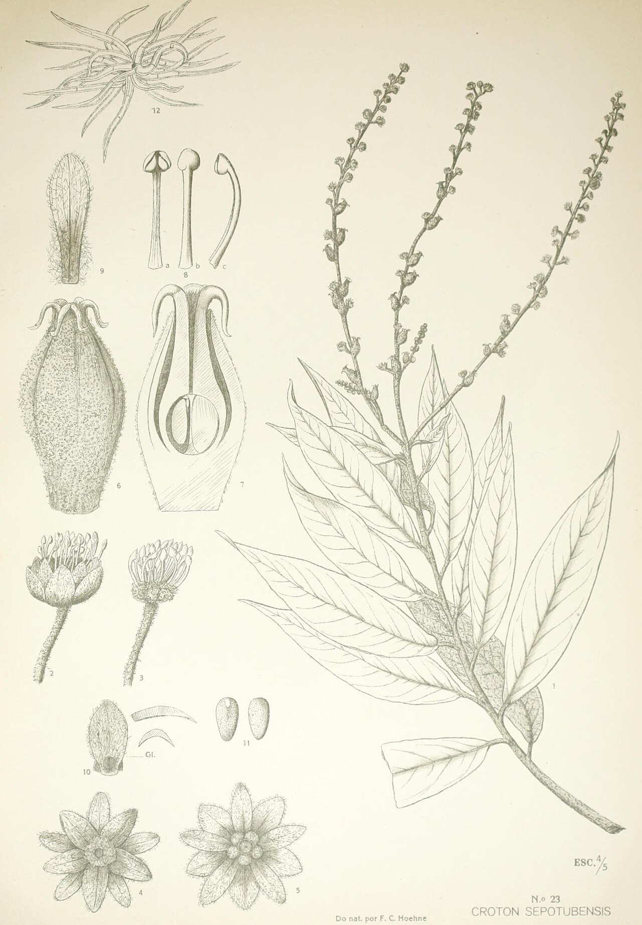 Croton cajucara