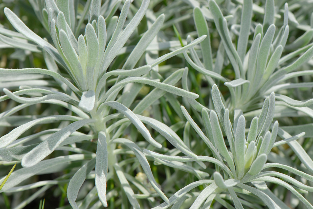 Tournefortia gnaphalodes