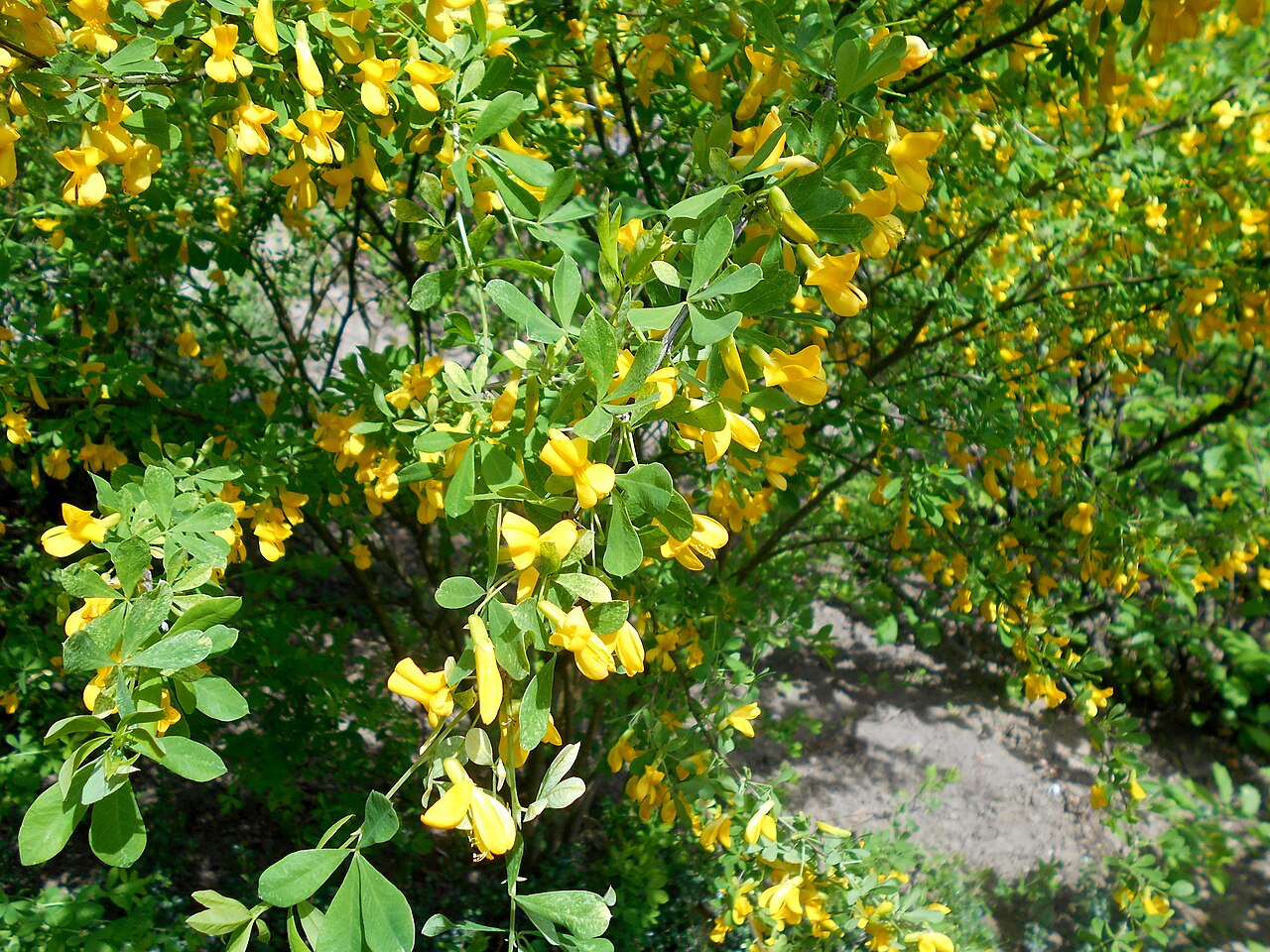 Caragana frutex