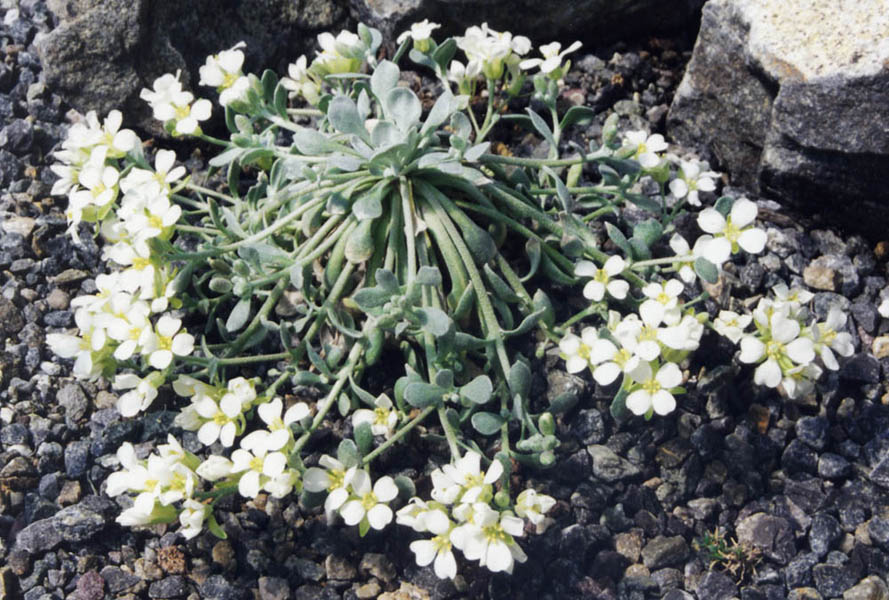 Physaria eburniflora