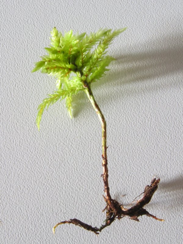 Tree climacium moss