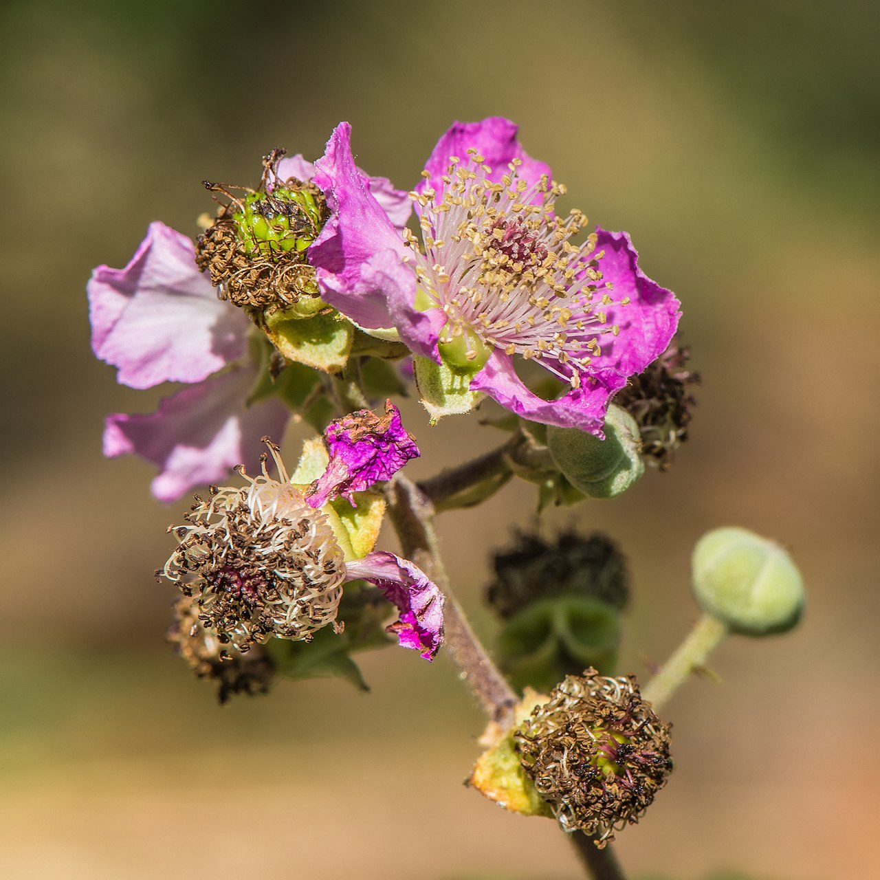 Rubus ulmifolius