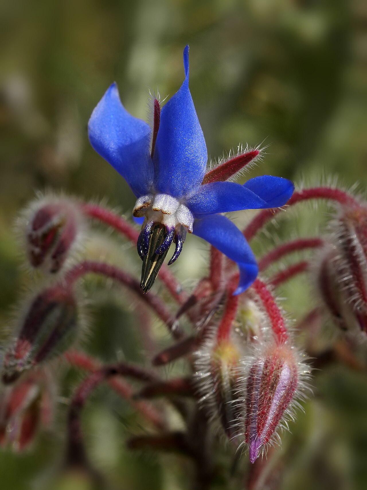 Borago officinalis