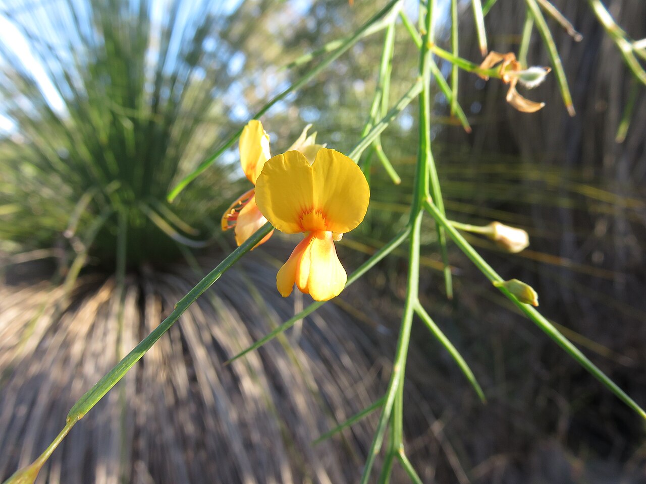 Jacksonia sternbergiana
