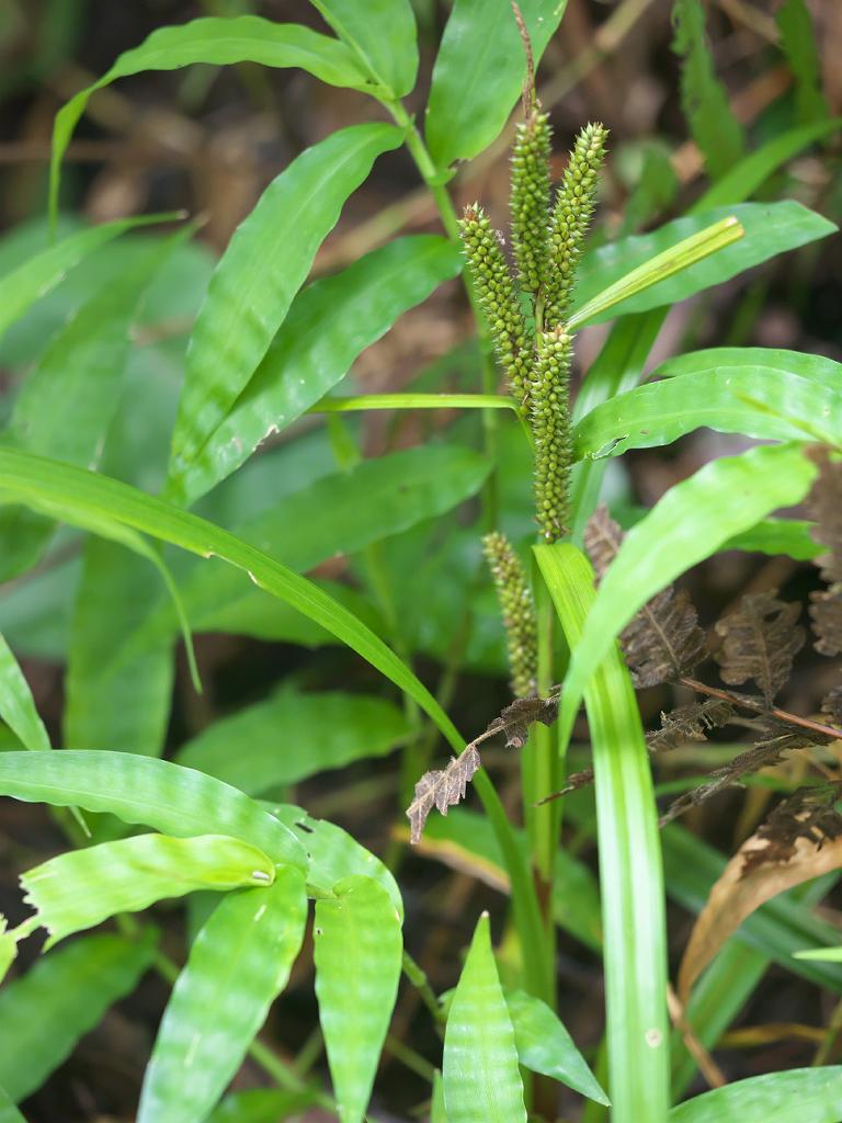 Carex alliiformis