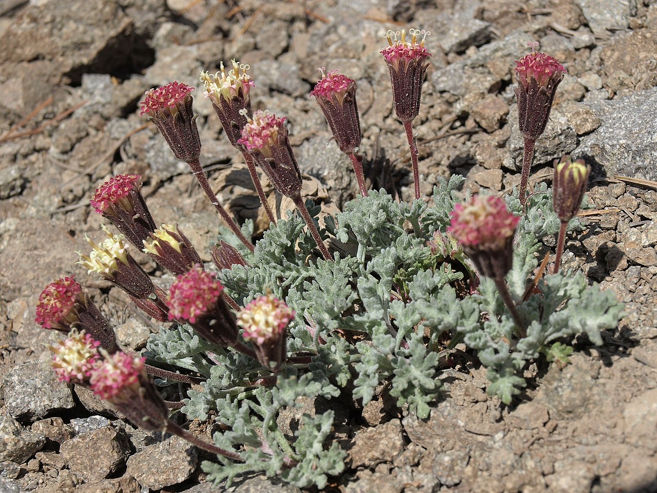 Chaenactis nevadensis