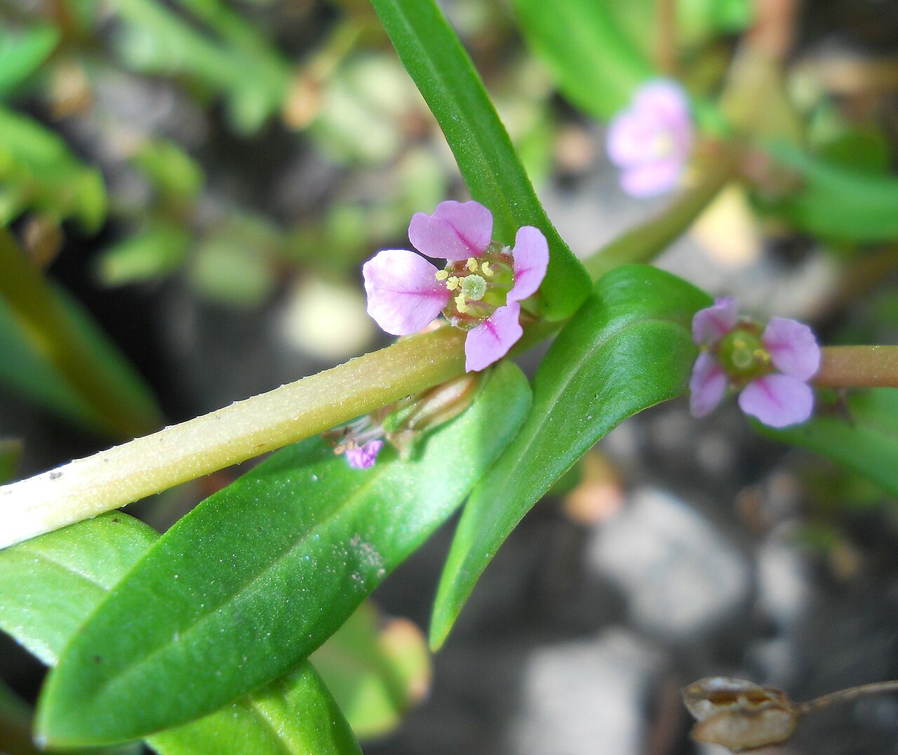 Ammannia robusta