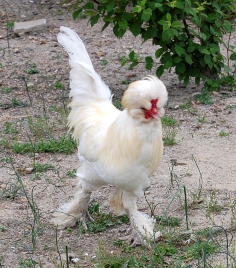 Sultan