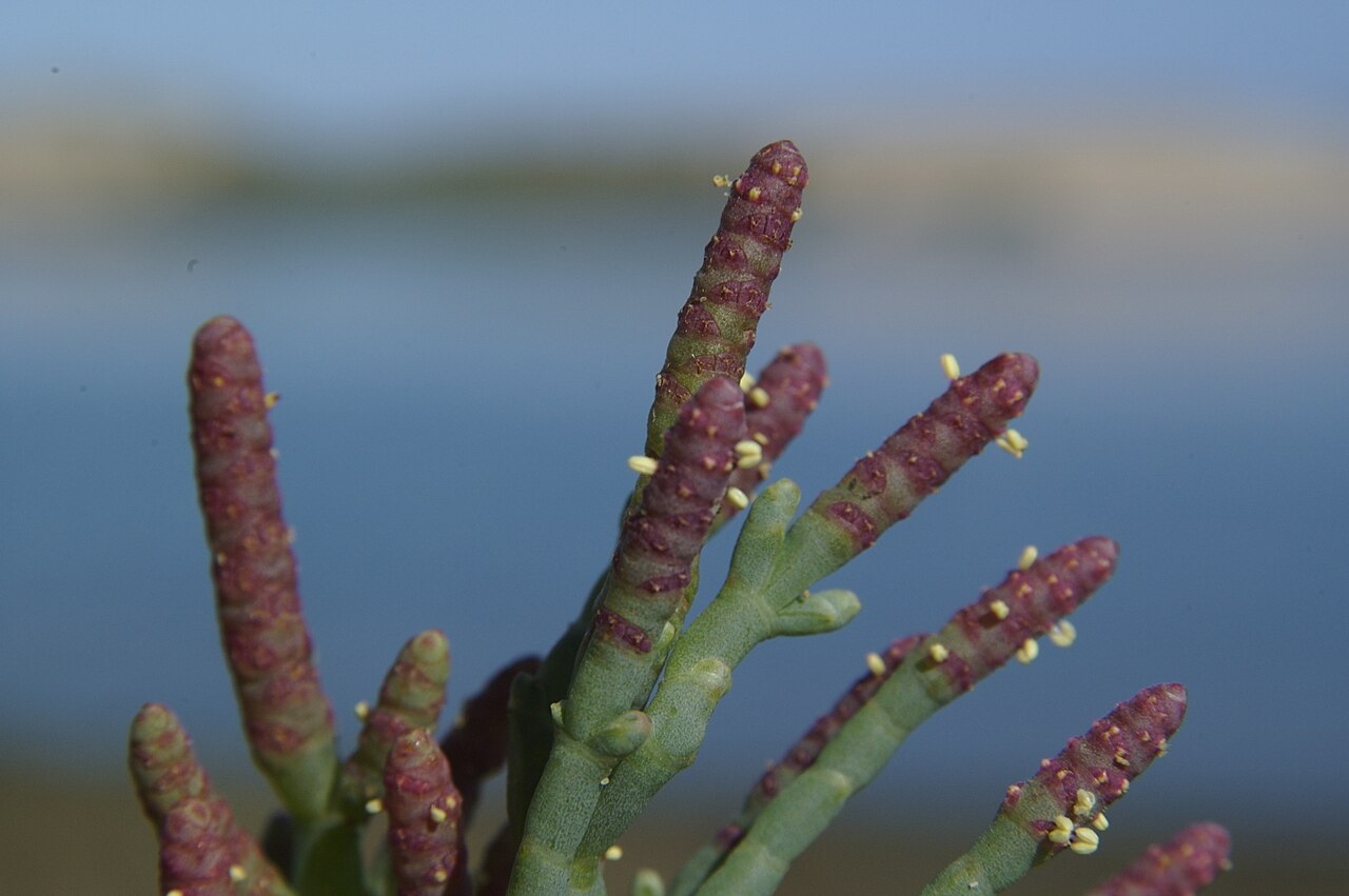 Salicornia pacifica