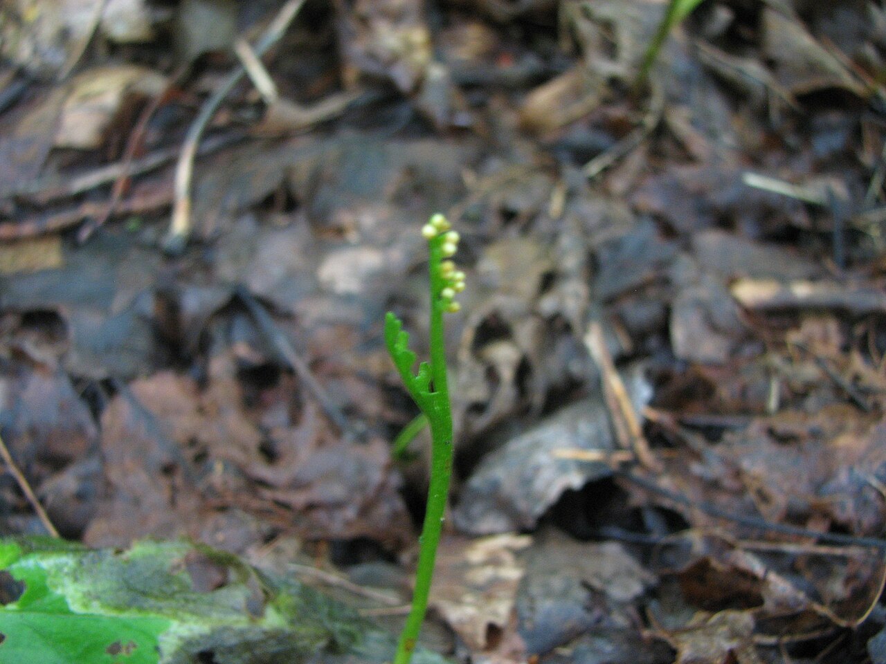 Botrychium ascendens