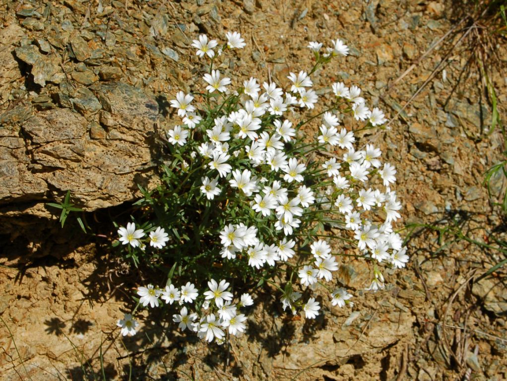 Cerastium utriense