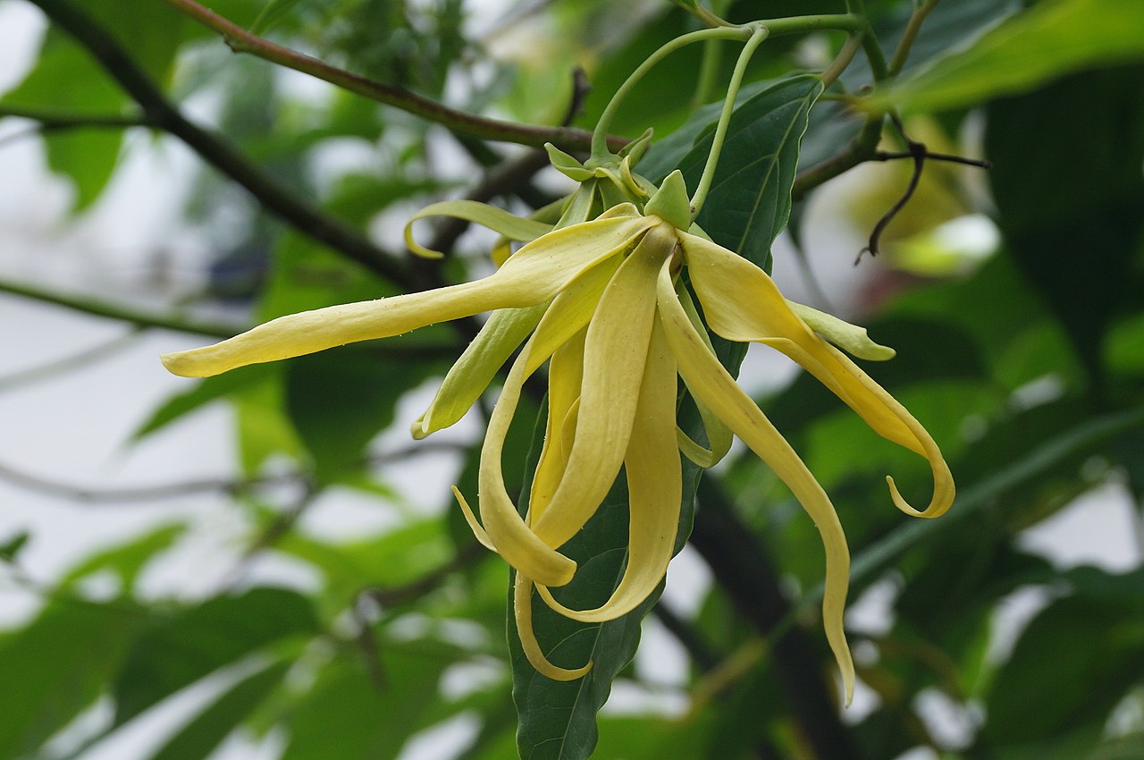 Cananga odorata