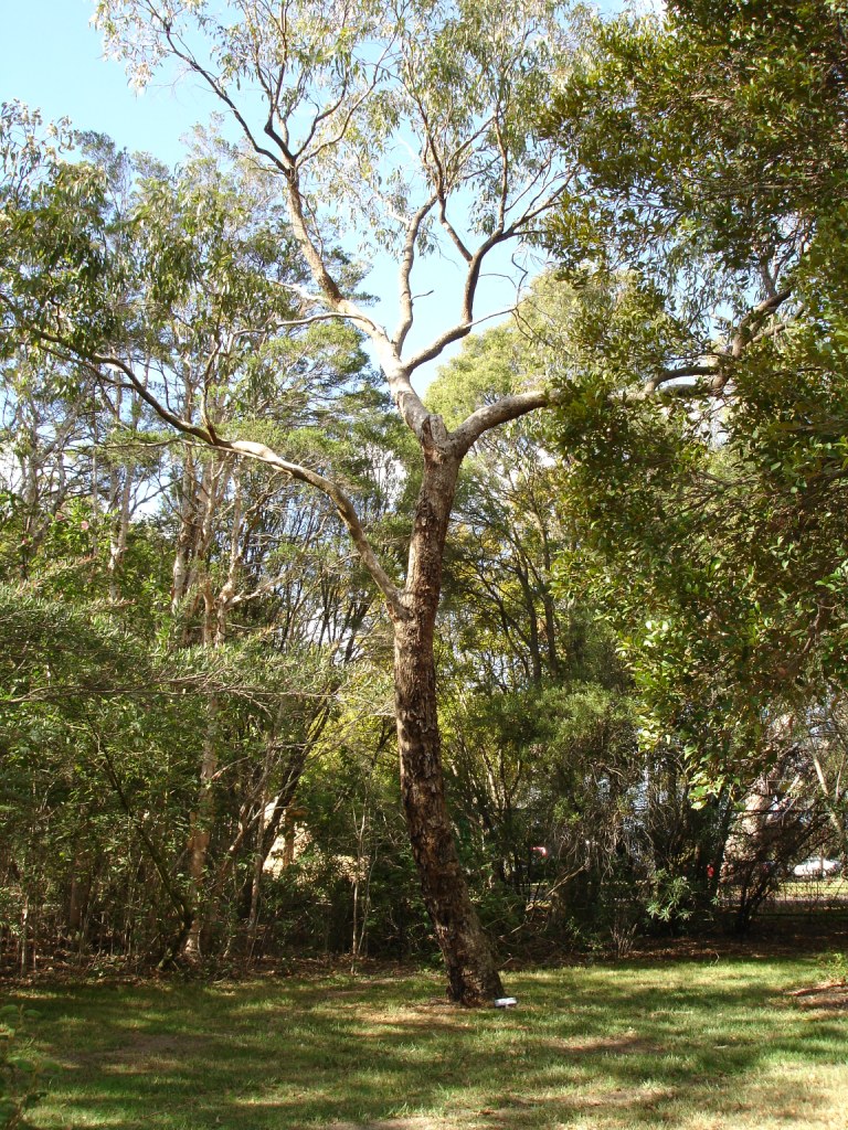 Tuart